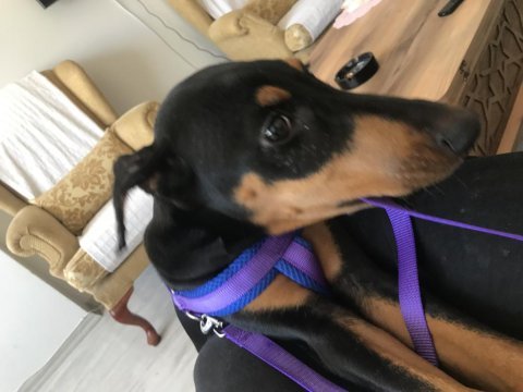 Dünyalar tatlısı 4 aylık doberman eğitime açık