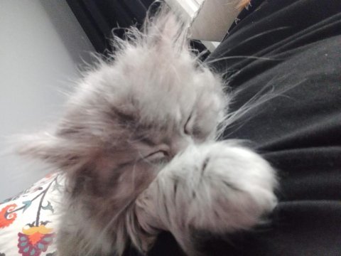 Oyuncul yavru british longhair