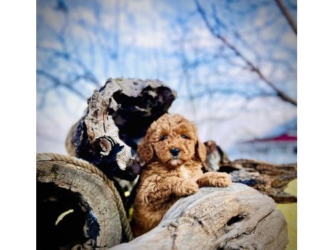 Tüy dökmez koku yapmaz toy poodle yavrular
