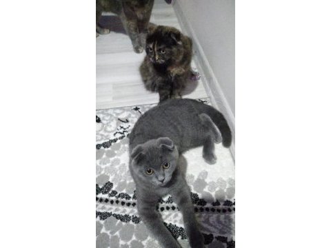 4 aylık scottish fold 2 yavru