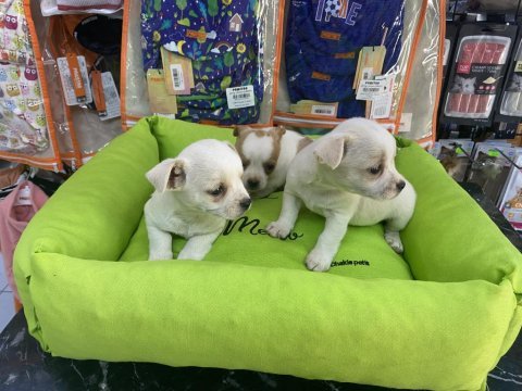 Tecup mini şivava bebekler