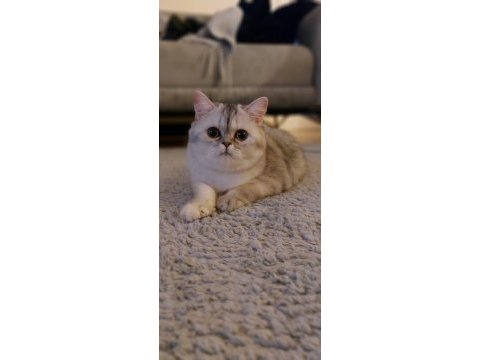 British shorthair prenses