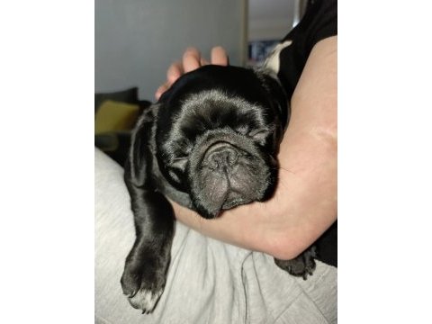 3 aylık siyah erkek pug