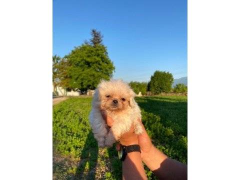 Bal köpüğü ve süt beyazı yavru köpekler