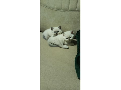 Blue point british shorthair