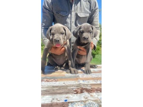 Irkının en iyisi cane corso yavrular kapıda ödeme mevcut