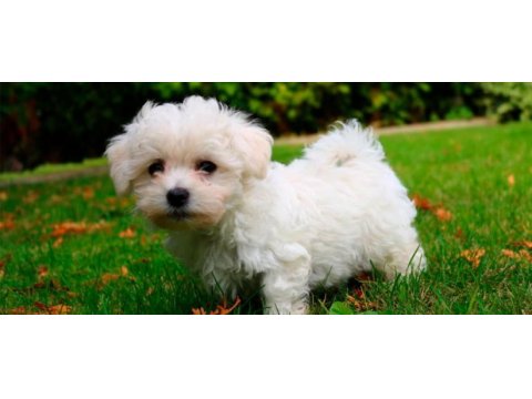 0 boy maltese erkek yavru