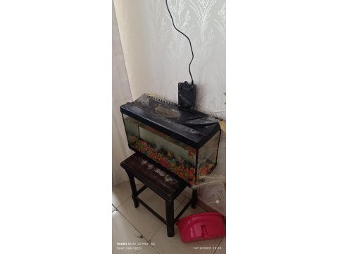 Sultan papağanı takaslık akvaryum