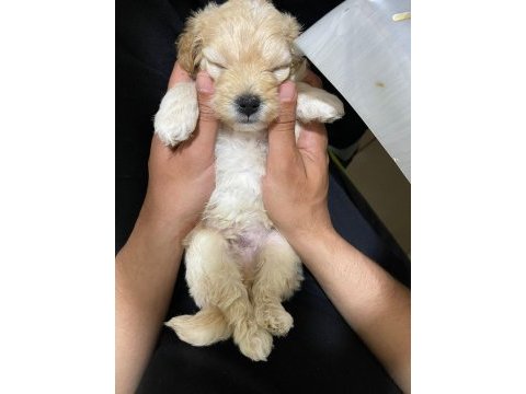 2 aylık maltipoo bütün malzemeleri ile birlikte