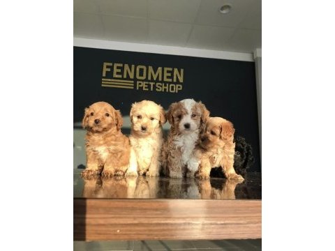 Gerçek maltipoo yavrular ankara mağazamızda görün