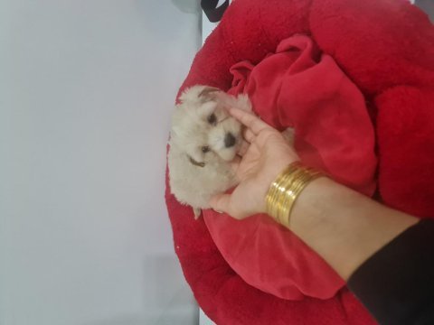 Çok büyümeyen minyatür maltipoo minnaklarım