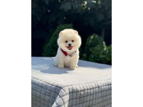 En tatlı pomeranian boo