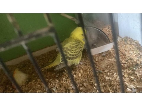 2 adet erkek jumbo 45 ve 35 günlük renk güzelleri kuşlar