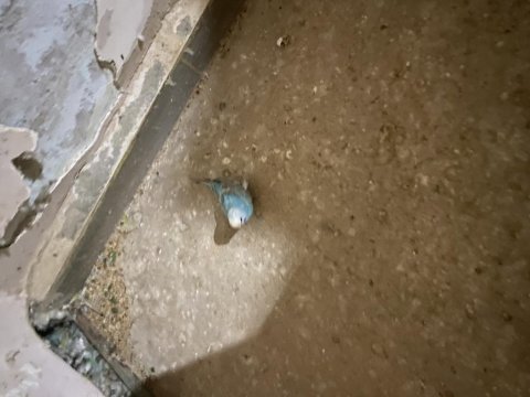 3 aylık dişi rainbow muhabbet kuşu üreticiden dileyene uçar
