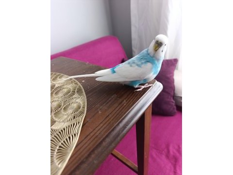 Muhabbet kuşu erkek 1 yaşında