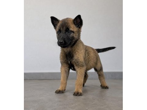 Belçika malinois yavruları sağlıklı safkan