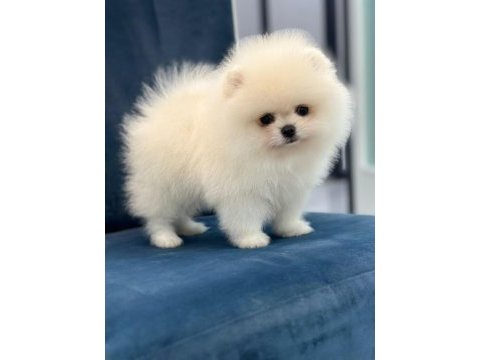 Sağlık ve ırk garantili teddy bear boo