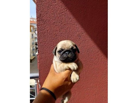 Hamburger surat pug mops