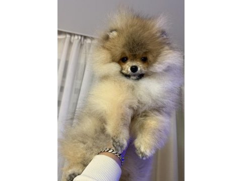 Pomeranian boo yavrularım
