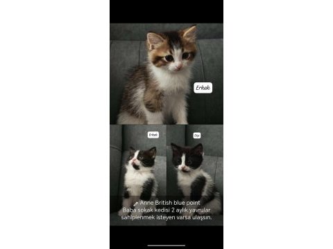 Anne british blue point baba sokak kedisi 3 yavru