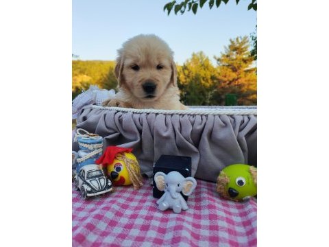 Baby face safkan golden retriever yavruları