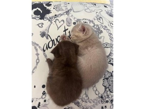 Scottish fold 4 yavru