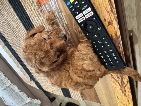 2 aylık poodle yavrularımız