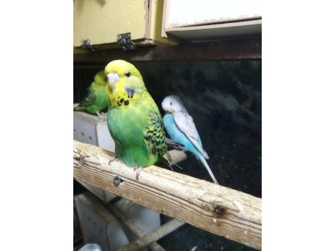 Sağlıklı yavru muhabbet kuşları