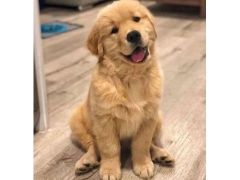Arkadaş canlısı golden retriever yavrular