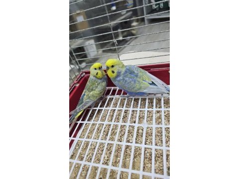 Raınbow üst vasıf muhabbet takımlar açıklamayı okuyun