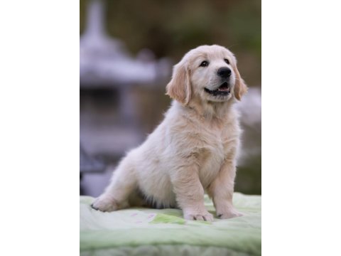 Golden retriever bebekler sağlık ve ırk garantili teslim