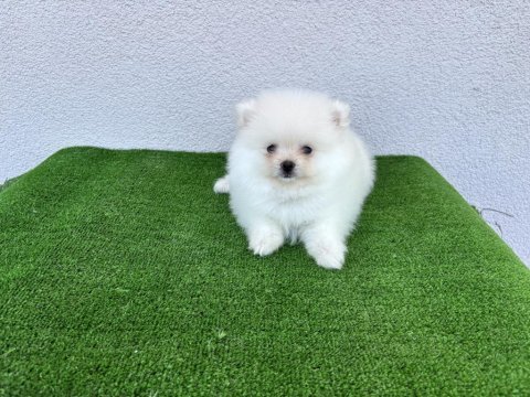 Pomeranian boo köpekleri