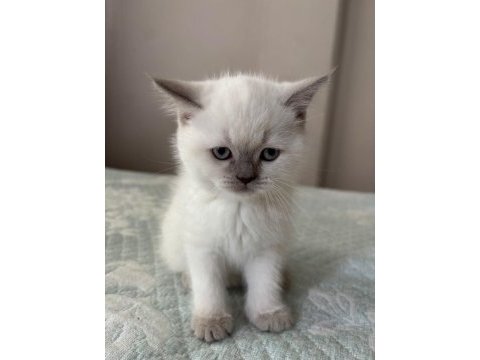 Yavru british shorthair