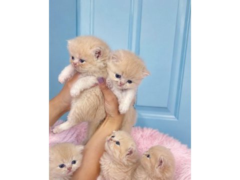 Çok nadir mavi gözlü golden british shorthair yavrular