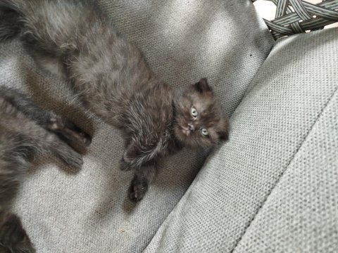Scottish fold yavrumuz