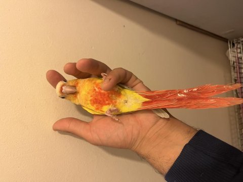 Muhteşem renk suncheek bebekler