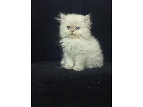 British longhair 2 aylık kedimiz