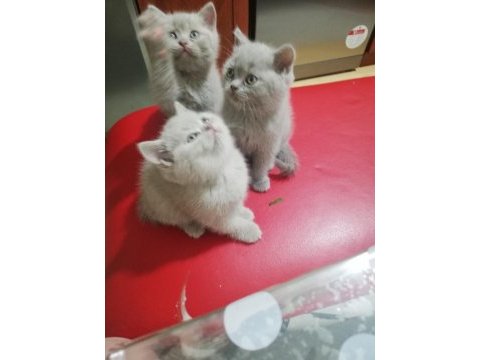 Safkan yavrular british shorthair