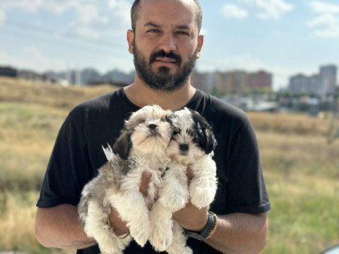 Show kalıte safkan bebekler