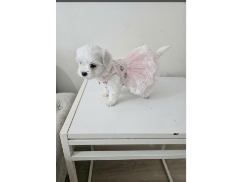 Maltese terrier minik bebekler