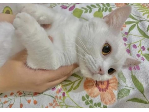 Ücretsiz british shorthair 3 yaşında
