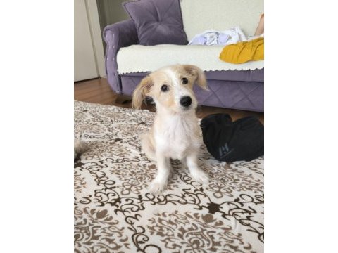 Oyuncu bir maltipoo