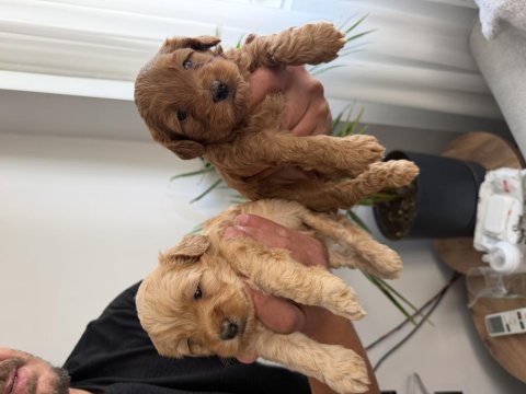 Maltipoo bebekler anne altı rezerve