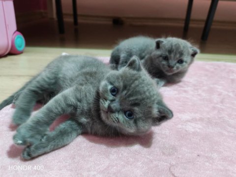 Scottish fold kediler