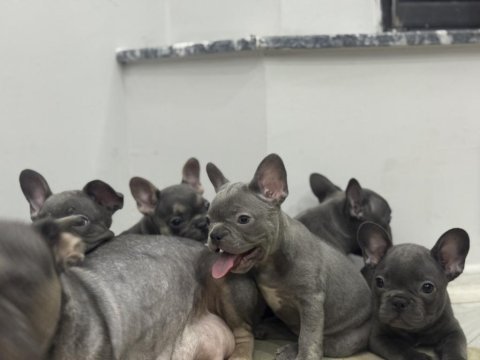Saf kanlı french bulldog