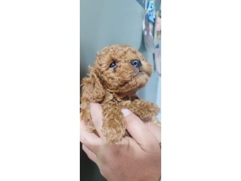 Garantili kore kan poodle yavrular