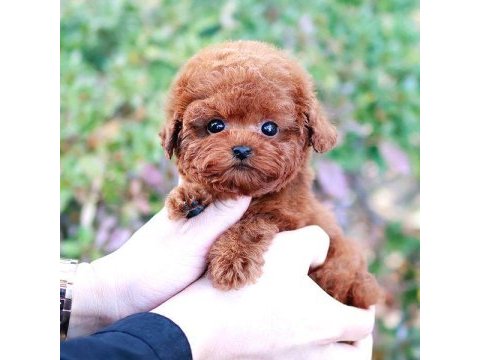 Toy poodle yavrularım