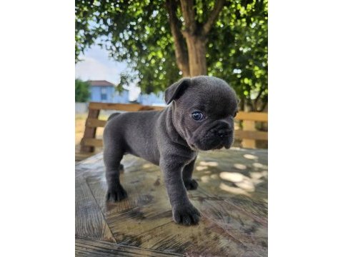 Blue sevimli french bulldog yavrular