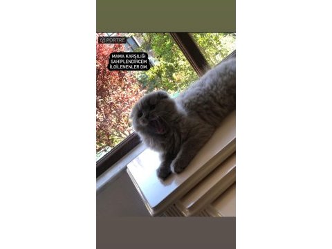 Scottish fold