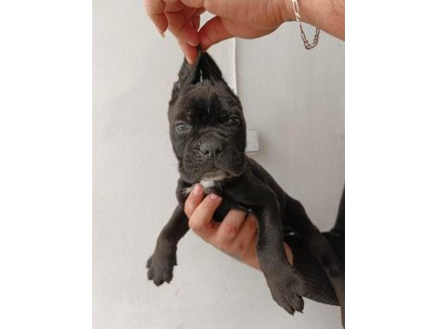 Cane corso yavrularımız ırk garantilidir